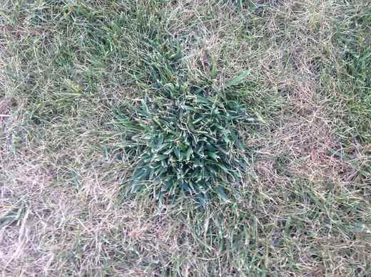 Při záměně totálního herbicidu za selektivní v trávníku velkou odolnost prokázala paradoxně nežádoucí a plevelnatá kostřava rákosovitá.
