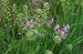 hluchavka objímavá (Lamium amplexicaule).JPG