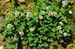 Jetel plazivý Trifolium repens.JPG