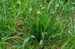 Jitrocel kopinatý Plantago lanceolata.JPG