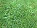 kostřava rákosovitá (Festuca arundinacea).JPG