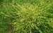 lipnice roční (Poa annua).jpg