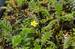 Mochna husí (Potentilla anserina).JPG