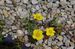 mochna plazivá (Potentilla reptans).JPG