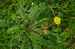 Pampeliška - smetanka lékařská Taraxacum officinale..JPG