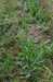 Pcháč oset Cirsium arvense.JPG