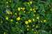 Pryskyřník plazivý Ranunculus repens.JPG