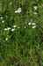 Řebříček obecný Achillea millefolium.JPG