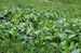 Šťovík tupolistý Rumex obtusifolius, porost.JPG