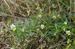 Viola arvensis.JPG