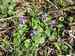 violka vonná (Viola odorata).jpg