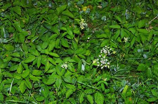 Bršlice kozí noha (Aegopodium podagraria)