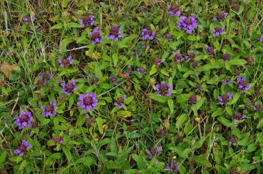 Černohlávek obecný (Prunella vulgaris)