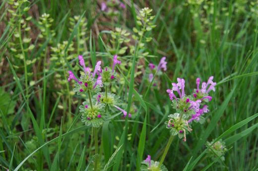 hluchavka objímavá (Lamium amplexicaule)