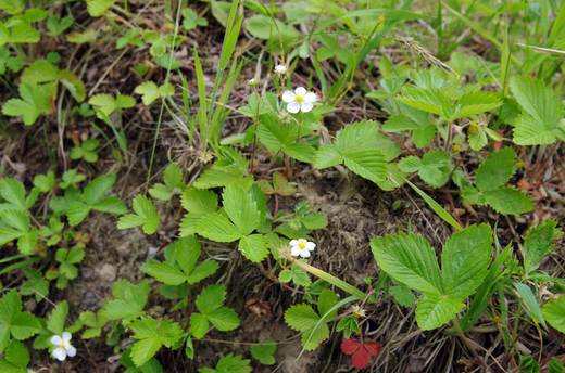 Jahodník obecný (Fragaria vesca)