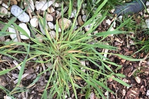 Ježatka kuří noha (Echinochloa crus-galli)