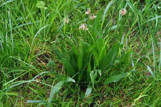 Jitrocel kopinatý (Plantago lanceolata)