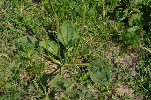 Jitrocel větší (Plantago major)