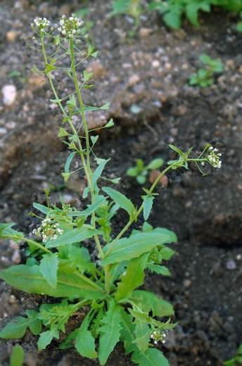 Kokoška pastuší tobolka (Capsela bursa-pastoris)