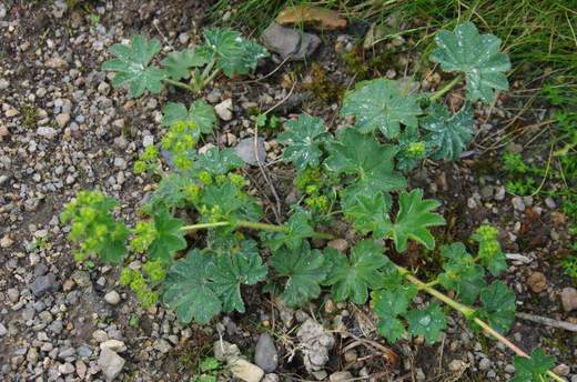 kontryhel pastvinný (Alchemilla monticola)