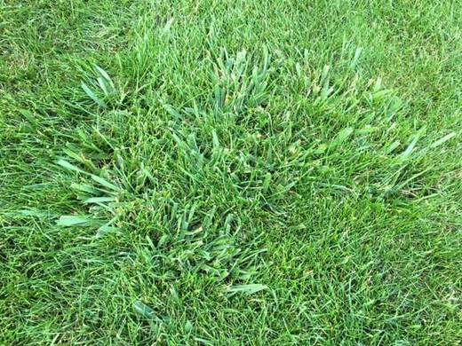Kostřava rákosovitá (Festuca arundinacea)
