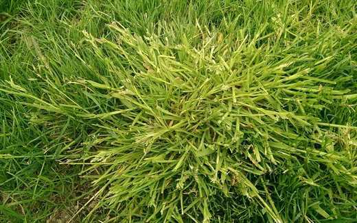 lipnice roční (Poa annua).jpg