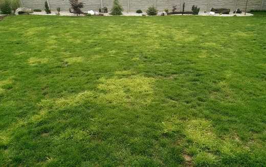 Lipnice roční (Poa annua)