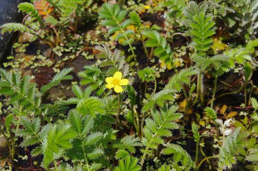 Mochna husí (Potentilla anserina)