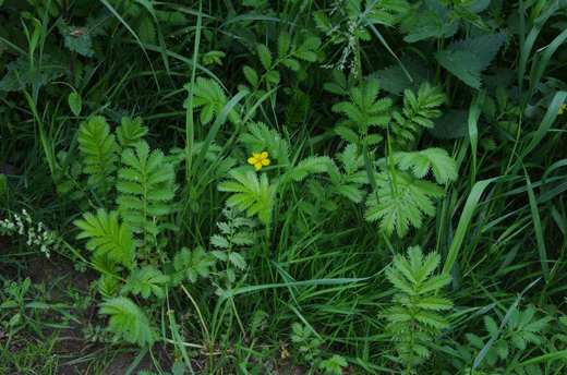 Mochna husí (Potentilla anserina)