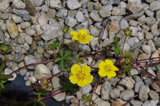 Mochna plazivá (Potentilla reptans)
