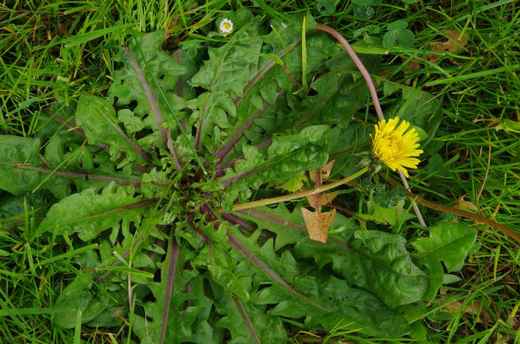Pampeliška - smetanka lékařská (Taraxacum officinale)