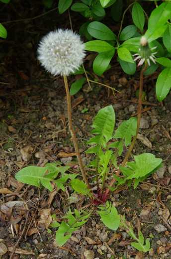 Pampeliška - smetanka lékařská (Taraxacum officinale)