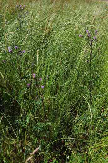 Pcháč oset (Cirsium arvense)