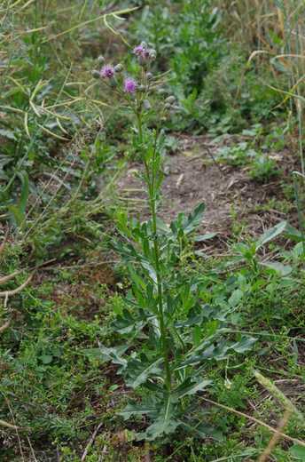 Pcháč oset (Cirsium arvense)