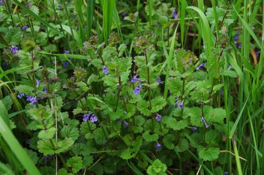 Popenec obecný (Glechoma hederacea)