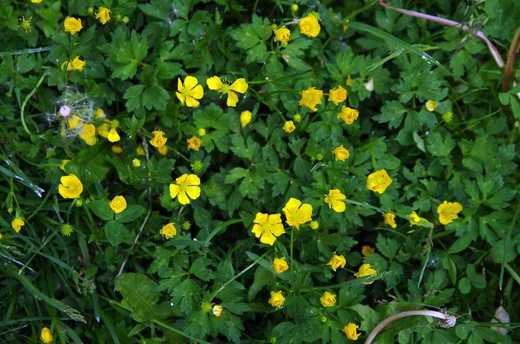 Pryskyřník plazivý (Ranunculus repens)
