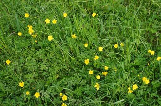 Pryskyřník plazivý (Ranunculus repens)