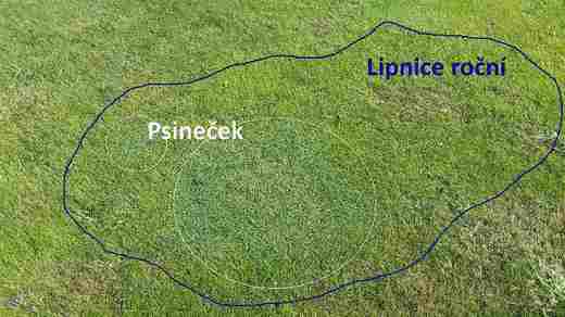 psineček a lipnice.jpg