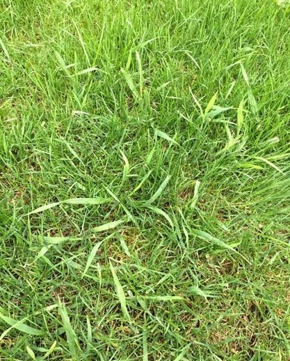 Pýr plazivý (Elytrigia repens)