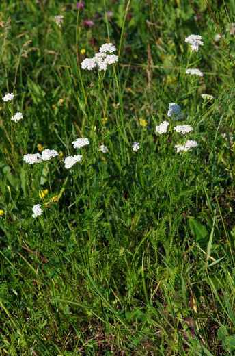 Řebříček obecný (Achillea millefolium)