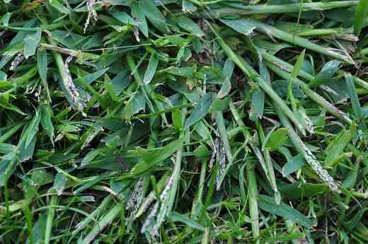 Rosička krvavá (Digitaria sanguinalis)