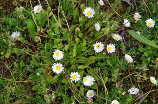 Sedmikráska obecná (Bellis perennis)