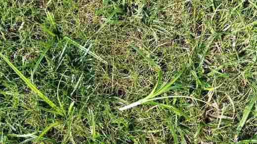 Skřípina lesní (Scirpus sylvaticus)