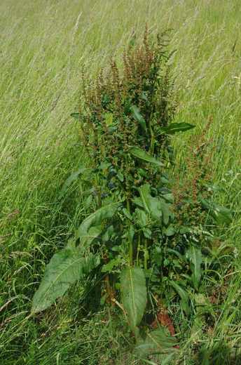 Šťovík tupolistý (Rumex obtusifolius)