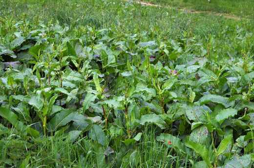 Šťovík tupolistý (Rumex obtusifolius)