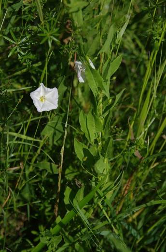 Svlačec rolní (Convolvulus arvensis)