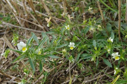 Viola arvensis.JPG