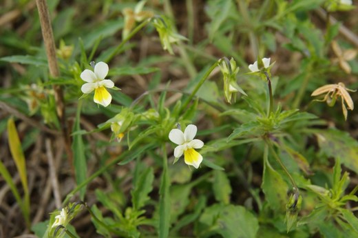 Violka rolní (Viola arvensis)