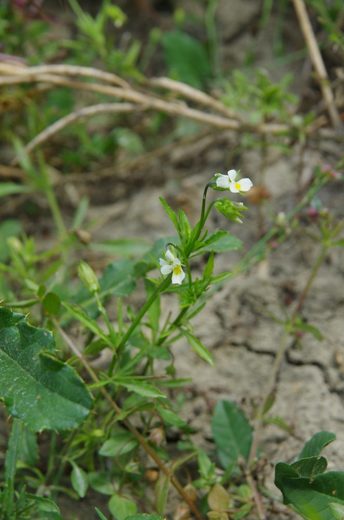 Violka rolní Viola arvensis.JPG