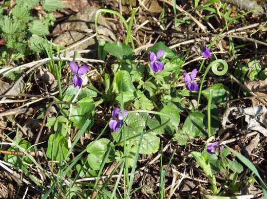 violka vonná (Viola odorata)